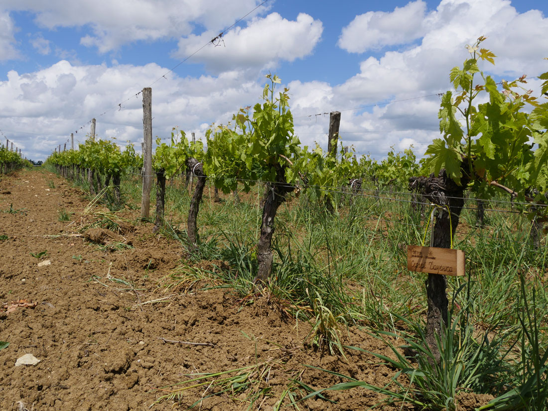 Виноградник на урожай